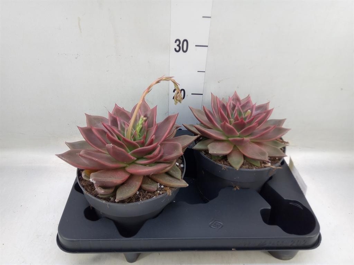 <h4>Echeveria   ...</h4>
