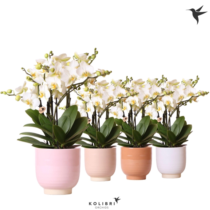 <h4>Kolibri Orchids Phalaenopsis Lausanne 6 spike in Glazed pot mix</h4>