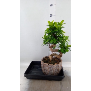 Ficus microcarpa 'Ginseng'
