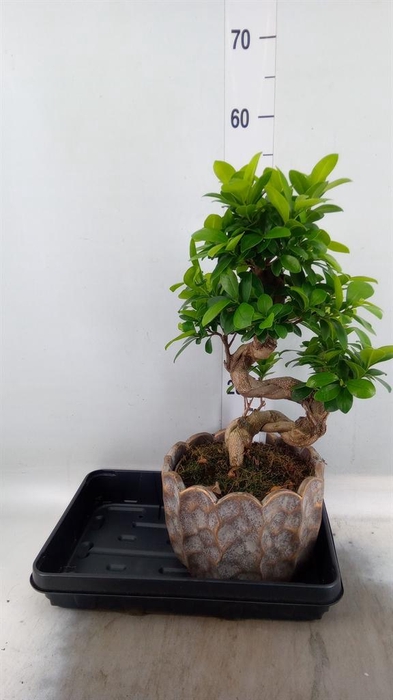 <h4>Ficus microcarpa 'Ginseng'</h4>