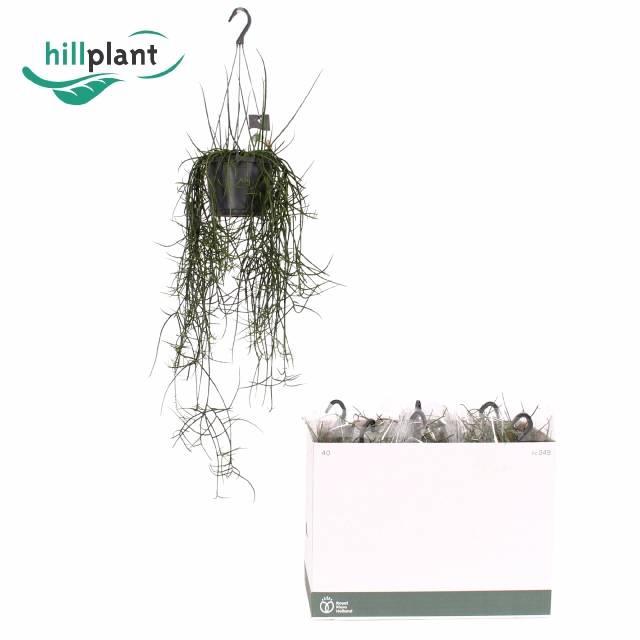 <h4>RHIPSALIS FLOCCOSA</h4>