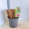 Miscanthus Red Chief