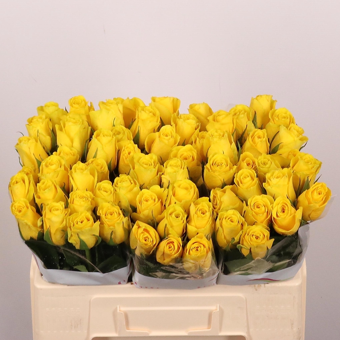 <h4>R GR GOLDFINCH</h4>