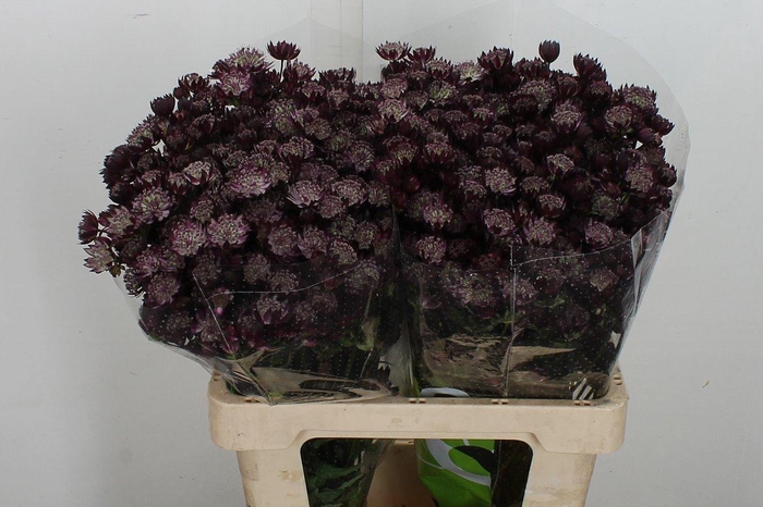 <h4>Astr Star Of Love</h4>