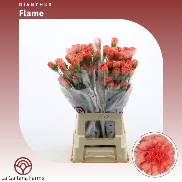 Dianthus St Flame