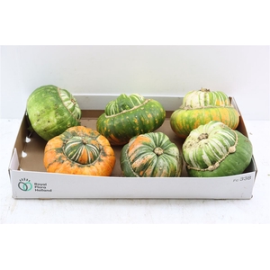 Sier Cuc P Turks Turban Mix X6