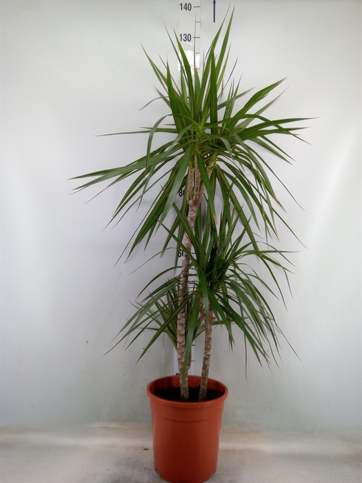 <h4>Dracaena marg.</h4>