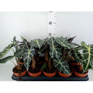 Alocasia amazonica 'Polly'
