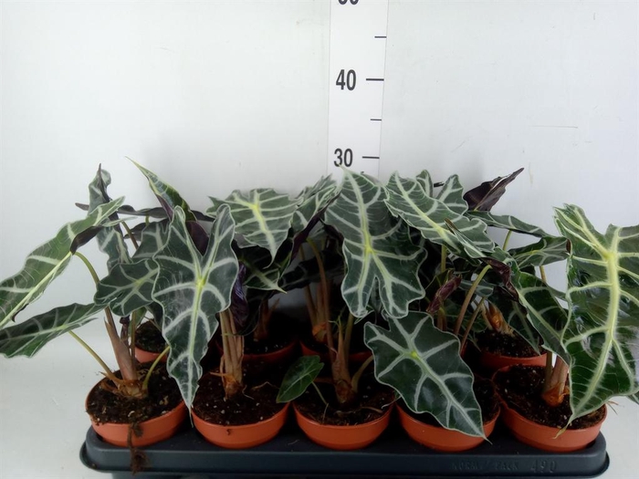 <h4>Alocasia amazonica 'Polly'</h4>