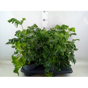 Philodendron   ...