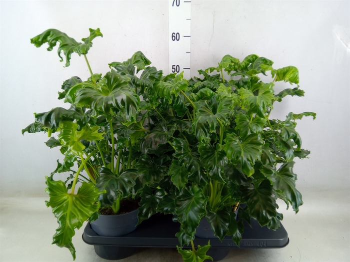<h4>Philodendron   ...</h4>
