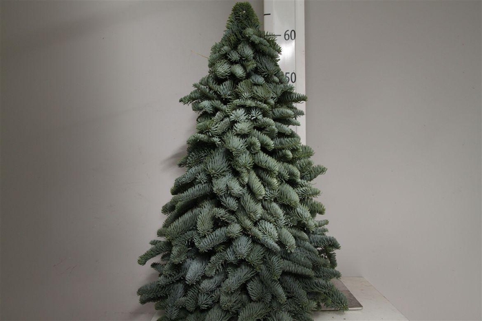 Kerstboom Nobilis 60