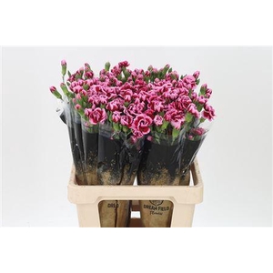 Di Tr Royal Tessino X10