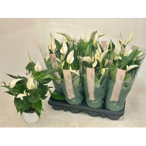 ANTHU BANDEROLA CAVA