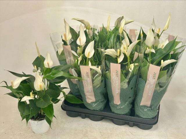 <h4>ANTHU BANDEROLA CAVA</h4>