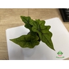 Alocasia Jacklyn 6Ø 15cm