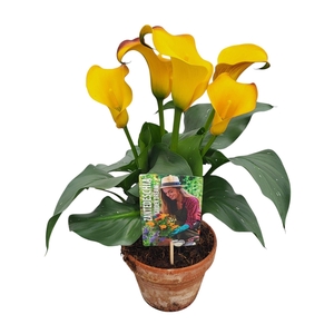 Zantedeschia Garden Dream 'Zanzi' in rustieke pot