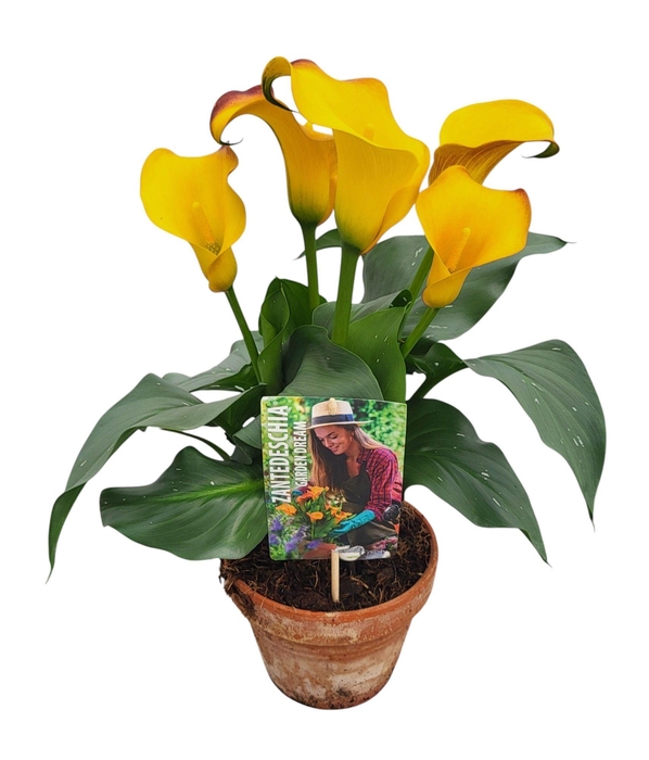 <h4>Zantedeschia Garden Dream 'Zanzi' in rustieke pot</h4>