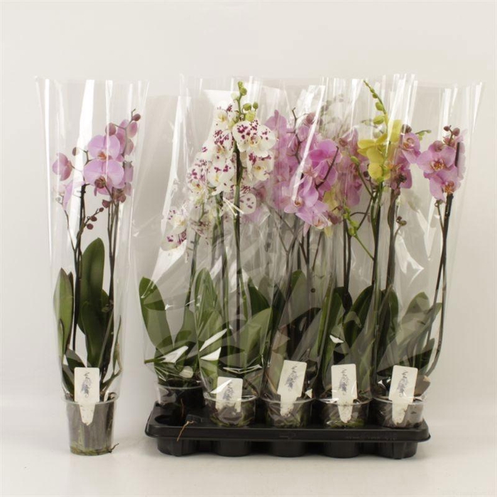 <h4>PHAL GEM</h4>