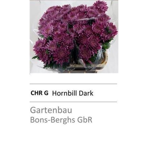 CHR G HORNBILL DARK