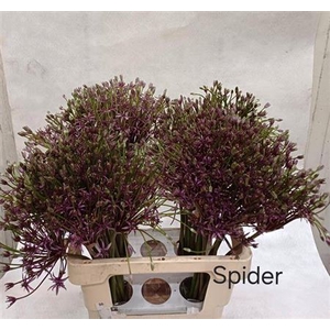 Allium Spider