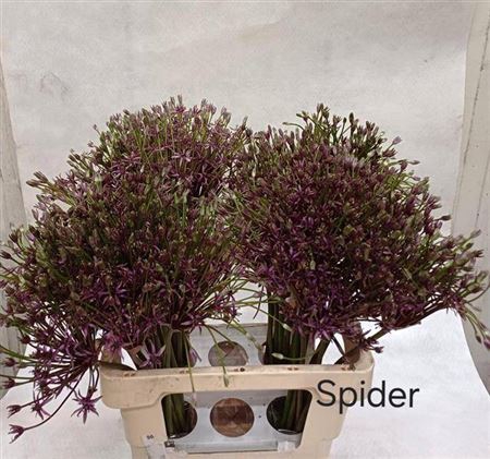 <h4>Allium Spider</h4>