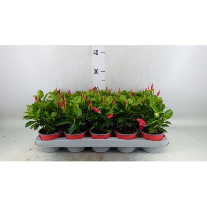 <h4>Mandevilla sand. 'Rio Deep Red'</h4>