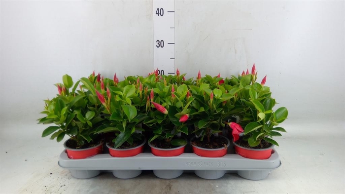 Mandevilla sand. 'Rio Deep Red'