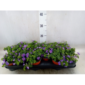 Sutera  'White Showers'