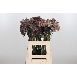 Daucus Carota