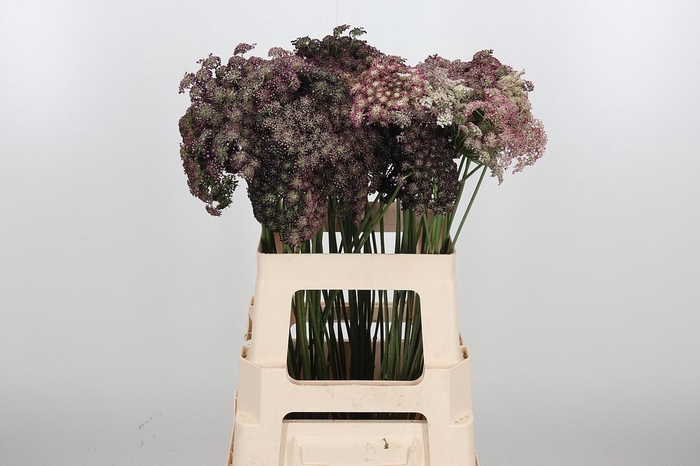 <h4>Daucus Carota</h4>