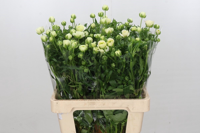 <h4>Ranunculus Butterfly Ariadne</h4>