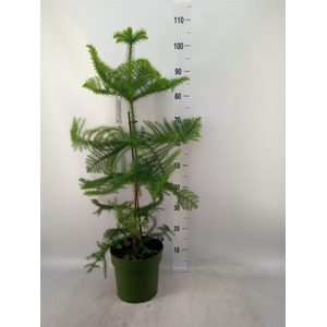 Araucaria heterophylla