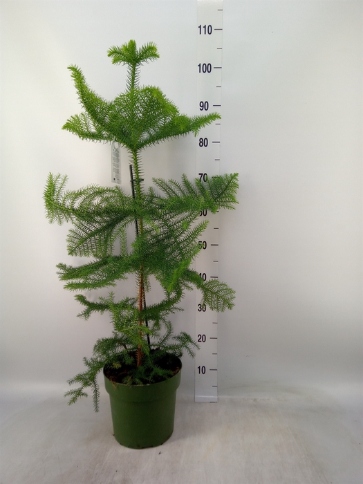 <h4>Araucaria heterophylla</h4>