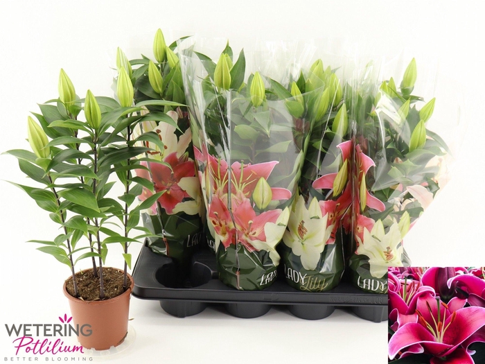 <h4>LIL OR SUNNY KEYS</h4>