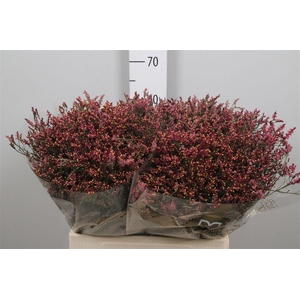 Lim Sin Scarlet Diamond