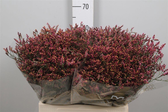 <h4>Lim Sin Scarlet Diamond</h4>