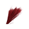 Agrostis Red