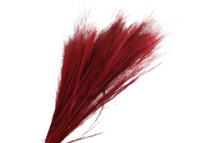 Agrostis Red