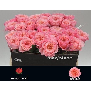 R GR MAYFIELD! JONG GEWAS 3-3 A1