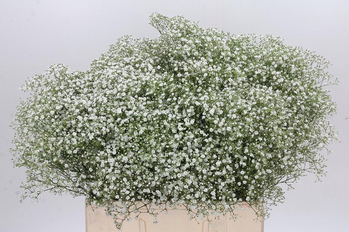 <h4>Gyps Zinzi Tyree</h4>