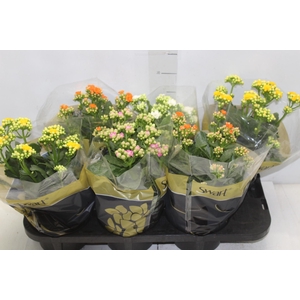 KALANCHOE DOBRADO P15