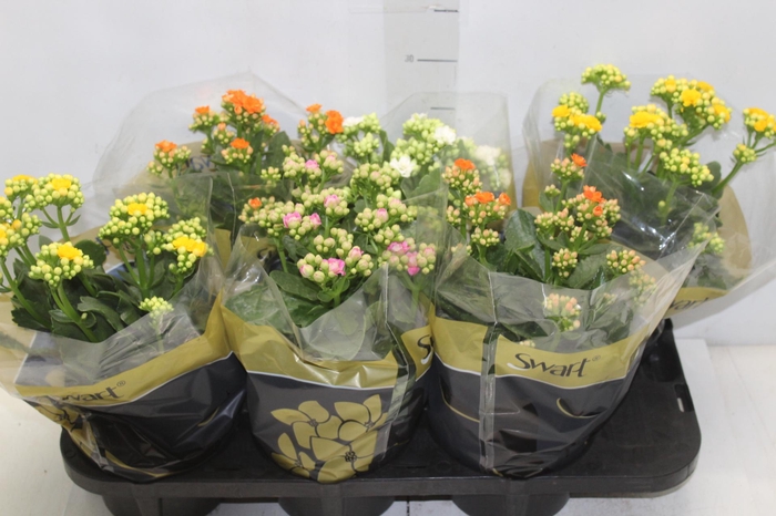<h4>KALANCHOE DOBRADO P15</h4>