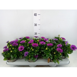 Osteospermum  'Margarita Cool Purp'