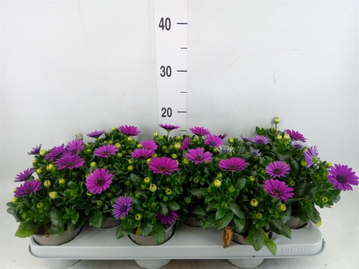 <h4>Osteospermum 'Margarita Cool Purp'</h4>