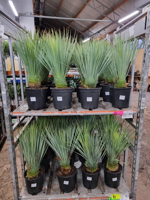 <h4>YUC ROSTRATA</h4>