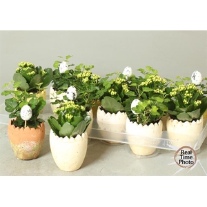 Kalanchoe Plant Arr 9Ø 15cm