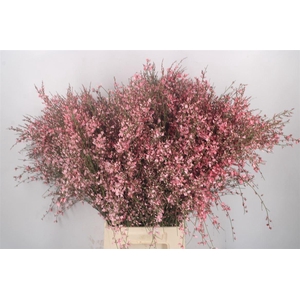 Ginster Pink Per Bunch
