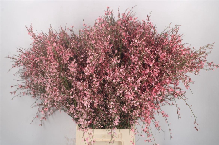 <h4>Ginster Pink Per Bunch</h4>