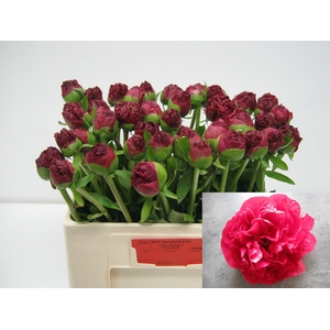 PAEO COM PERFORMANCE